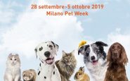 Pets in the city 2019