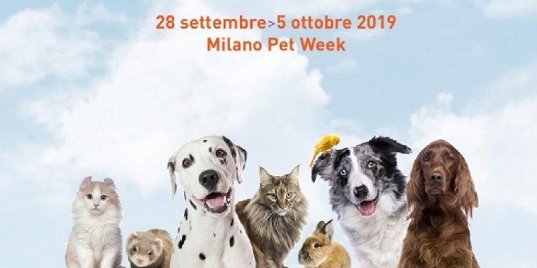 Pets in the city 2019