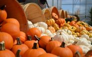 sagra zucca 2019 programma