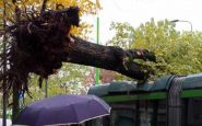 albero cade su un tram