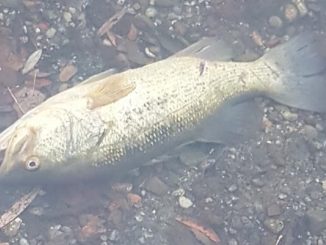 pesci morti parco delle cave