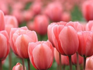 Un campo di tulipani tutti da raccogliere in Brianza