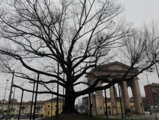 Vento forte a Milano: grave danno alla quercia di piazza XXIV Maggio