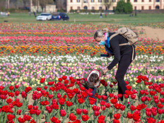 Il campo di tulipani di Arese: un sogno che diventa realtà