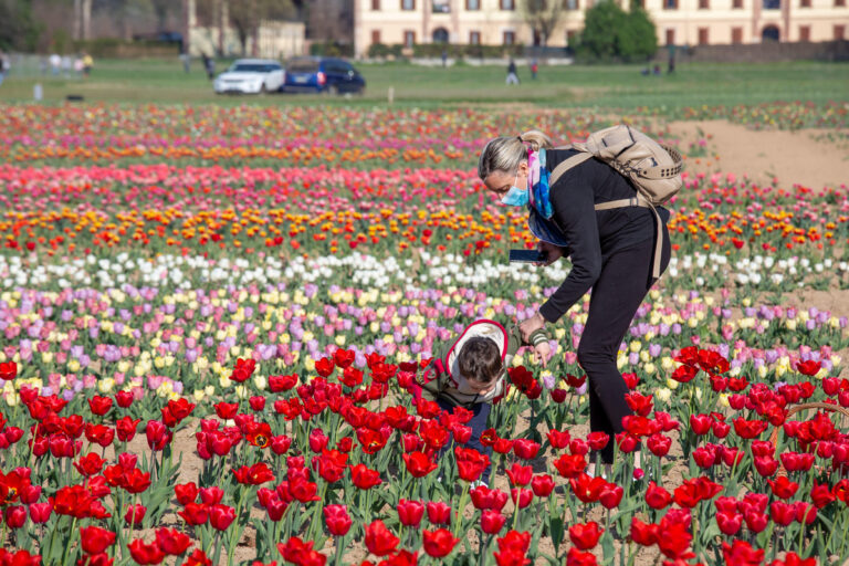 Il campo di tulipani di Arese un sogno che diventa realtà