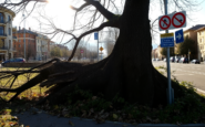 incidenti urbani la caduta di un albero a legnano e le sue implicazioni 1750962945
