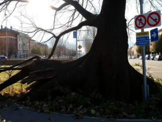 incidenti urbani la caduta di un albero a legnano e le sue implicazioni 1750962945