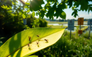 analisi del virus west nile misure e monitoraggio in lombardia python 1753988249