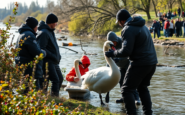 intervento di salvataggio per un cigno nel fiume lambro 1752272776