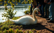 la collaborazione tra cittadini e soccorritori un cigno salvato nel lambro 1752211904