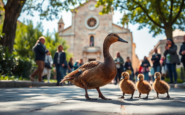 la curiosa passeggiata di una mamma anatra e i suoi anatroccoli a legnano 1753128347