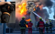 incendio a milano tragica perdita e ferite gravi per un cane in pericolo python 1758518017