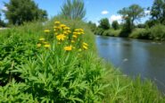 interventi necessari per contenere lambrosia lungo il fiume olona python 1758388533