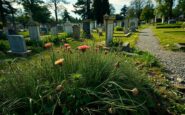 la triste realta del cimitero di vigevano e la manutenzione trascurata python 1757477248