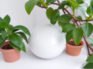 maxi sequestro a corsico 368 grammi di hashish e un arresto convalidato 1774341787