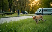 Felino esotico in città: servalo recuperato a Garbagnate Milanese